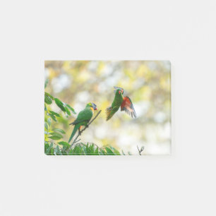 Post-it® Scaly breasted et Rainbow Lorikeet.