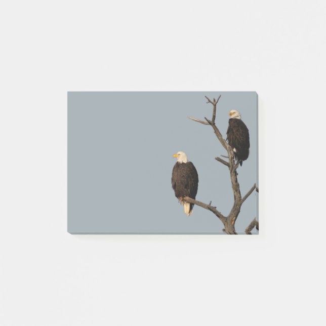 Post-it® Silence Wonders Publie Ses Notes Sur Les Aigles (Devant)