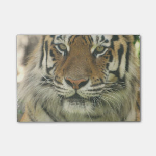 Post-it® Tigre de Sumatran