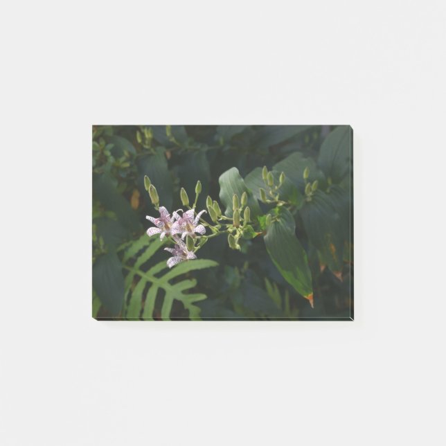 Post-it® Toad Lily Dans La Lumière. (Devant)