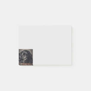 Post-it® Triste Black Labrador Retriever Chien Animal anima
