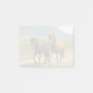 Post-it® Une paire de poneys islandais bruns