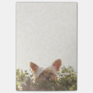 Post-it® Yorkshire Terrier s'étendant dans Sun léchant des