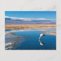 Postal, Lago en San Pedro de Atacama, Chile