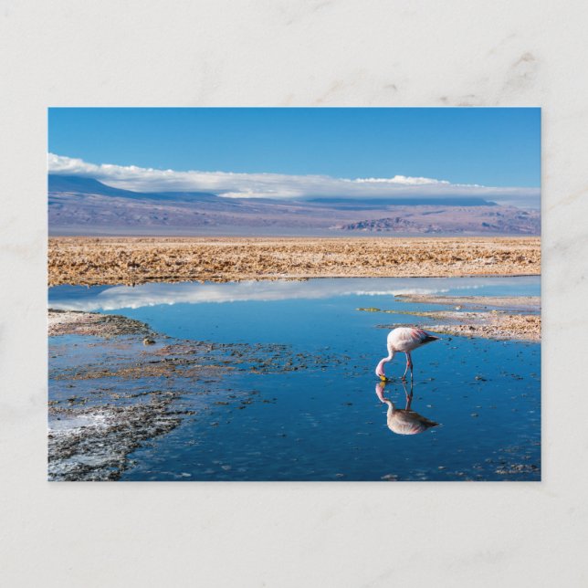 Postal, Lago en San Pedro de Atacama, Chile Postkarte (Vorderseite)
