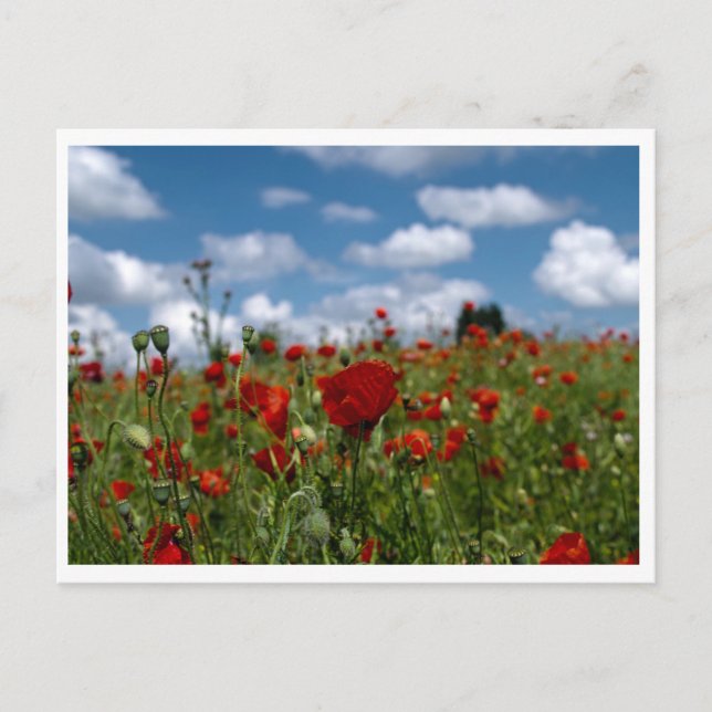 Postalchamps de coquelicot postkarte (Vorderseite)