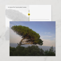 Amalfi Coast Umbrella Pine Tree, Italie - carte po