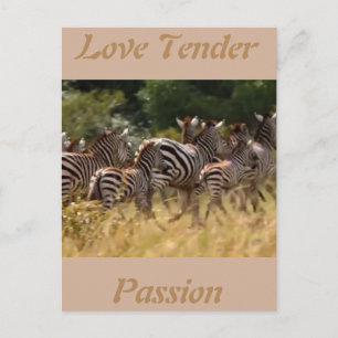 Postale Amour tendre passion Carte cool africaine Zèbre