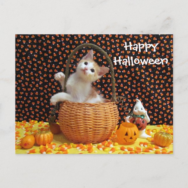Postale Annie's Sweet Halloween Chat / Kitten Carte postal (Devant)