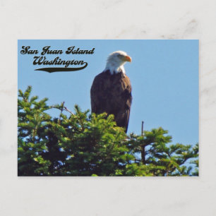 Postale Bald EagleSan Juan Island, Washington Carte postal