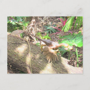 Postale Bambiraptor - Dinosaur - Carte d'apprentissage