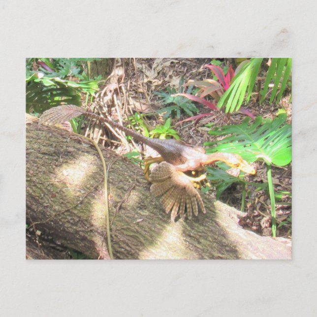 Postale Bambiraptor - Dinosaur - Carte d'apprentissage (Devant)