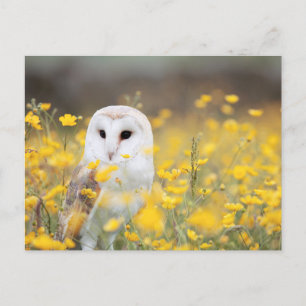 Postale Barne Owl in Field of Yellow Flowers Photo Carte p