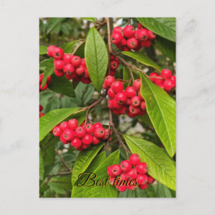 Postale Belle carte de salutation aux fruits d'automne