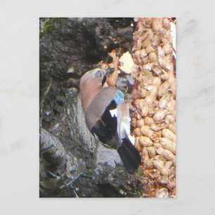 Postale Belle Jay sur les cacahuètes do-it-yourself carte 