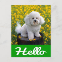 Bichon Frise Chien Chien Chien Bonjour Carte de po
