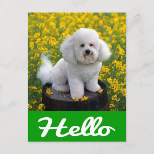 Postale Bichon Frise Chien Chien Chien Bonjour Carte de po