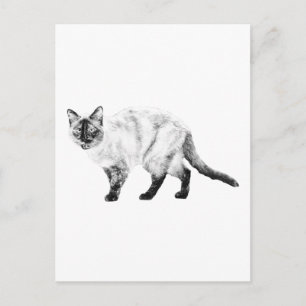 Postale Bonjour l'ami, carte d'art félin