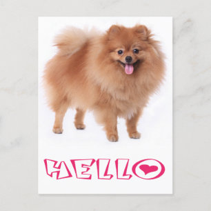 Postale Bonjour Poméranie Chien Chien Chien Blanc Carte po
