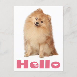 Postale Bonjour Poméranie Chien Chien Chien Blanc Carte po