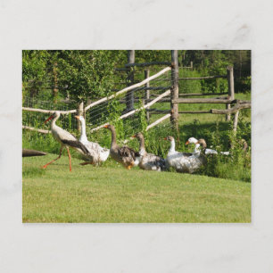 Postale Bouche menant à la parade des oies Carte de voeux