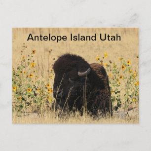 Postale Buffle sur l'île Antelope dans l'Utah Carte postal