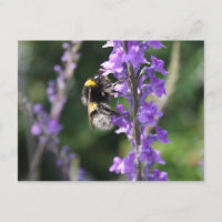 Bumble Bee Collecte Carte de poste de pollen