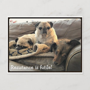 Postale Bumblesnot : La résistance est Futile carte postal
