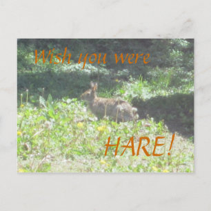 Postale Bunny sauvage "Souhaite que tu sois HARE !" Carte 