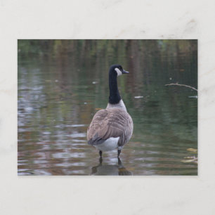 Postale Canada Goose debout en eau peu profonde Carte post