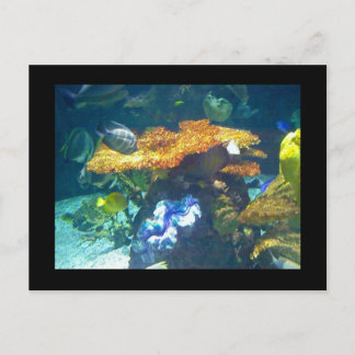 Postale Carte Aquarium