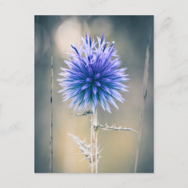 Postale Carte Chardon bleu (Devant)