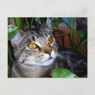 Postale Carte Chat aux Yeux de Cuivre/ Amoureux des Chats