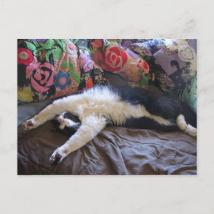 Postale Carte Chat Smoking élégant faisant une Vague Mexic
