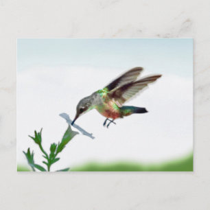 Postale Carte Colibri