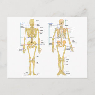 Postale Carte d'anatomie marquée du squelette humain