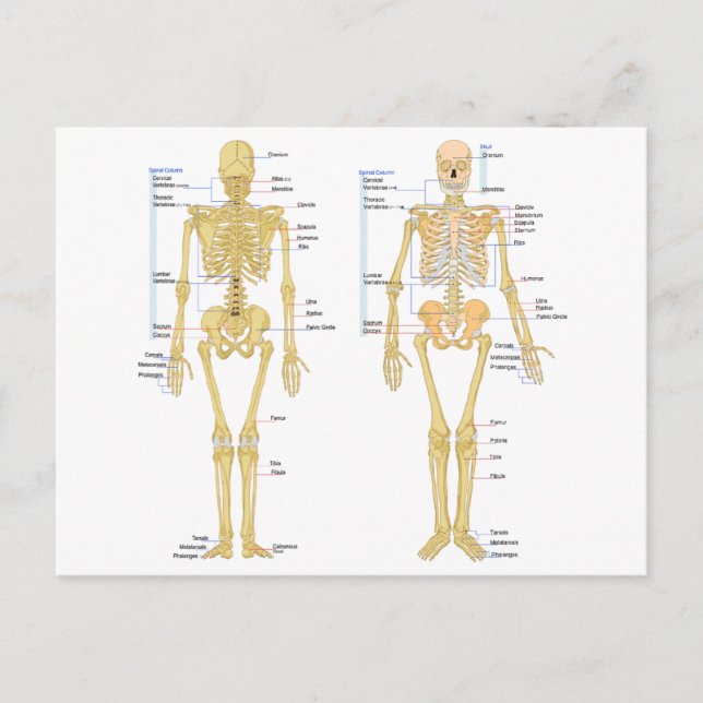 Postale Carte d'anatomie marquée du squelette humain (Devant)