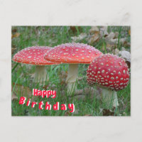 Carte d'anniversaire colorée Fly Amanitas