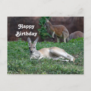 Postale Carte d'anniversaire Kangourou Rouge 6950