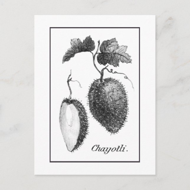 Postale Carte de gravure chayote vintage (Devant)