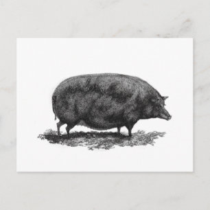 Postale Carte de gravure de porc vintage