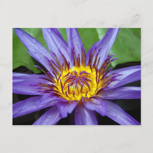 Postale Carte de nénuphar (Devant)