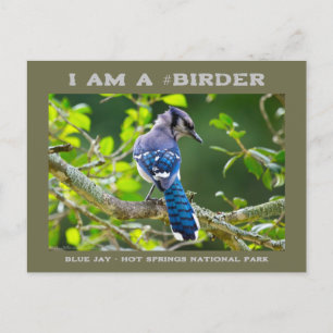 Postale Carte de Ornithologue de Geai Bleu Timide de Photo