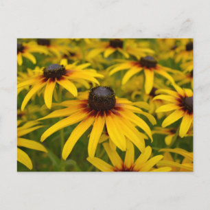 Postale Carte de poste Black Eyed Susans Perspective