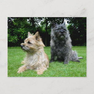 Postale Carte de poste blanche pour chien chiot de Cairn T
