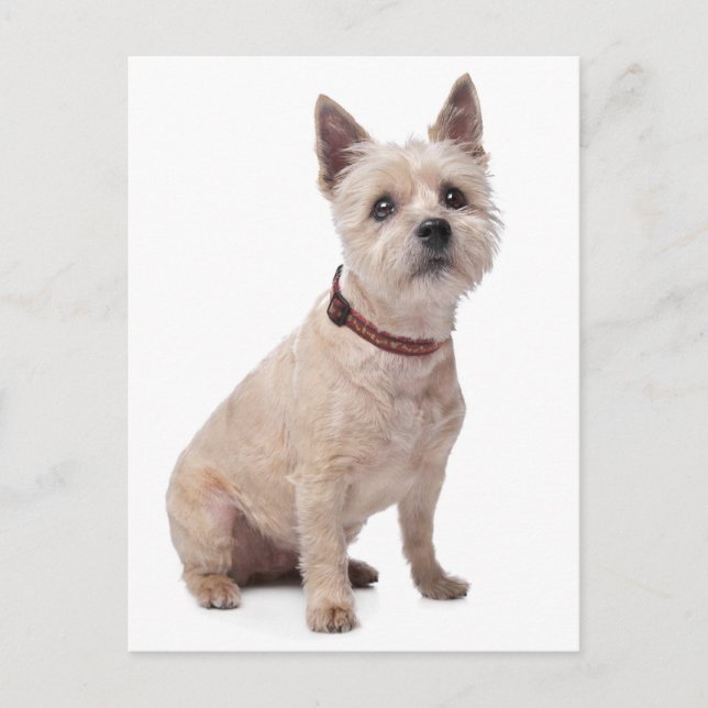 Postale Carte de poste blanche pour chien chiot de Cairn T (Devant)