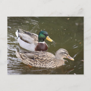 Postale Carte de poste de canards