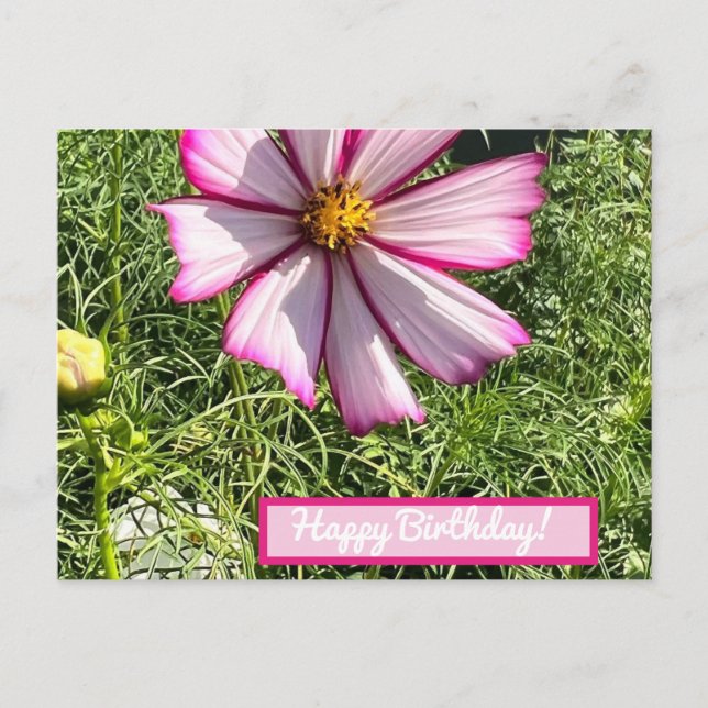 Postale Carte de poste de fleurs Cosmo rose, Joyeux annive (Devant)