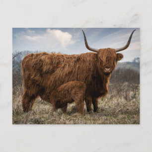 Postale Carte de poste "Schotte Hooglander" avec veau