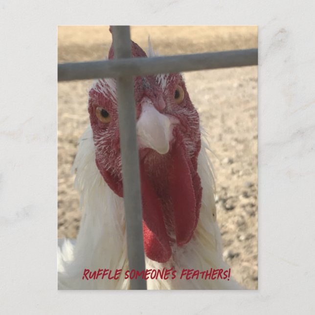 Postale Carte de poulet qui décoiffe (Devant)